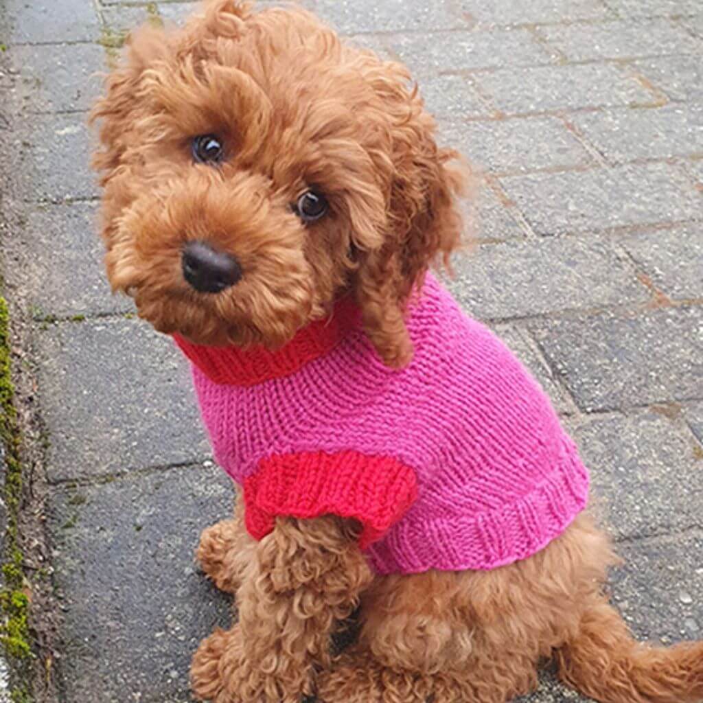 Drops Design Pattern Hundepullover Good Girl Sweater Strickanleitung - Drops (PDF) bei bei bei bei Lieblingsgarn